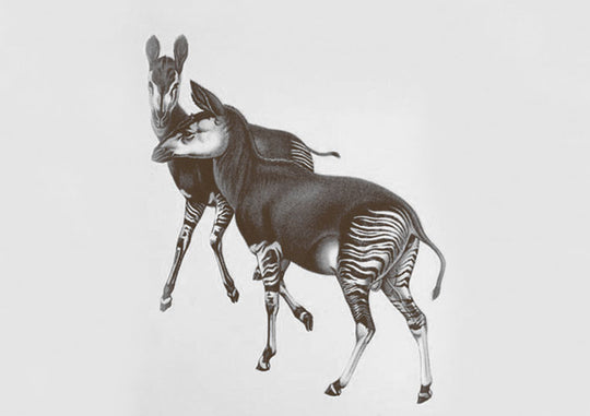 Our Story – OKAPI